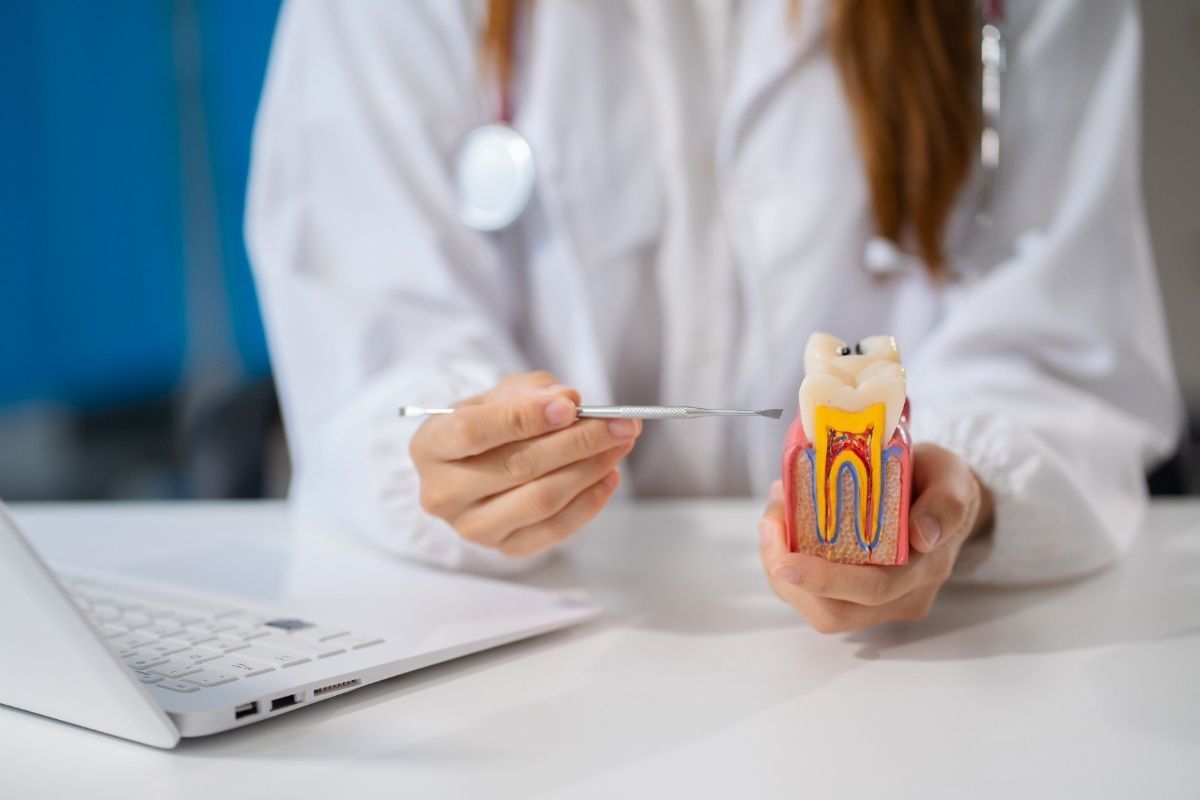 Dentist holding a tooth cross-section model to explain root canal anatomy and prevention.